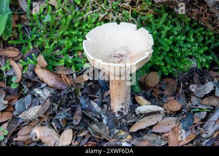 Il fungo commestibile Infundibulicybe geotropa, noto anche come imbuto trooping o testa di monaco, è uno sgabello a forma di imbuto. Foto Stock