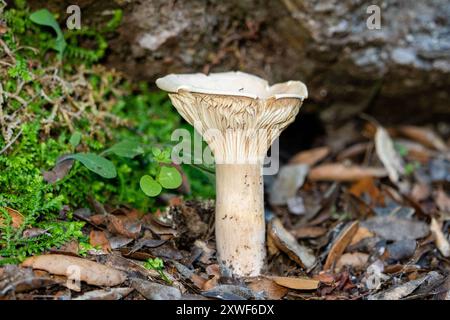 Il fungo commestibile Infundibulicybe geotropa, noto anche come imbuto trooping o testa di monaco, è uno sgabello a forma di imbuto. Foto Stock