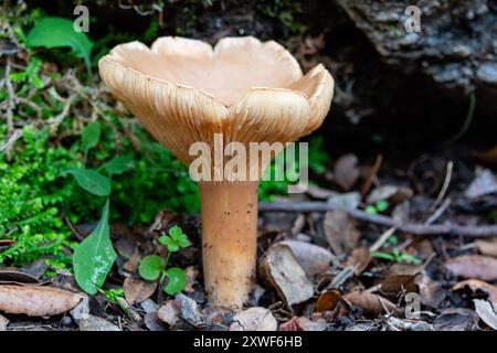 Il fungo commestibile Infundibulicybe geotropa, noto anche come imbuto trooping o testa di monaco, è uno sgabello a forma di imbuto. Foto Stock