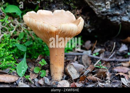 Il fungo commestibile Infundibulicybe geotropa, noto anche come imbuto trooping o testa di monaco, è uno sgabello a forma di imbuto. Foto Stock