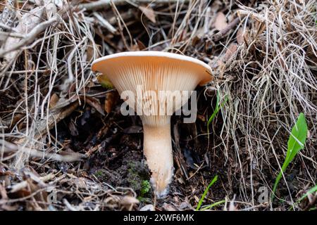 Il fungo commestibile Infundibulicybe geotropa, noto anche come imbuto trooping o testa di monaco, è uno sgabello a forma di imbuto. Foto Stock