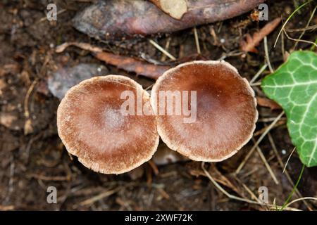 Fungo chiamato Tubaria furfuracea Foto Stock