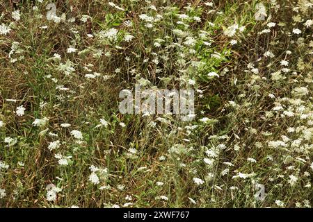 Un campo con erba verde alta. Piccoli fiori alti che crescono all'interno. Orizzontale. Sfondo. Trama Foto Stock