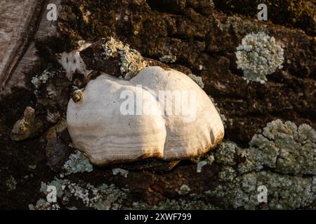 Fomes fomentarius comunemente noto come il fungo tinder, falso fungo tinder, fungo dello zoccolo, conk tinder, polimero tinder o fungo uomo ghiaccio. Foto Stock