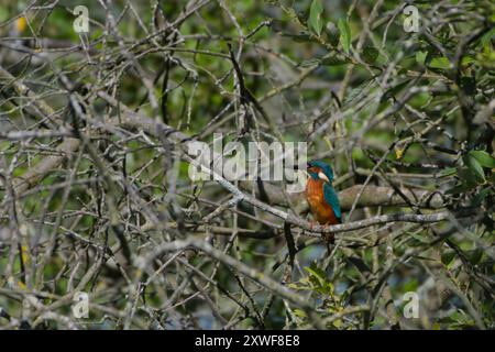 Un re pescatore siede su un ramo sul bordo di un lago. L'uccello è circondato dai piccoli rami dell'albero.3 Foto Stock