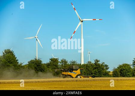 Inizio della stagione di raccolta del grano in tarda estate nella Terra di Weimarer, vicino ad Apolda - Turingia - Germania Foto Stock