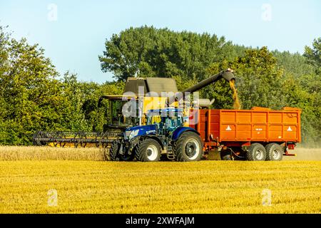 Inizio della stagione di raccolta del grano in tarda estate nella Terra di Weimarer, vicino ad Apolda - Turingia - Germania Foto Stock