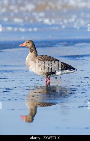 Oca Greylag / oca grigia (Anser anser) in piedi sul ghiaccio del lago ghiacciato in inverno Foto Stock