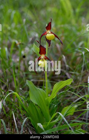 Lady's Slipper Orchid, comune di Châtillon-en-Diois in FranceAuvergne-Rhône-Alpes, Francia Foto Stock