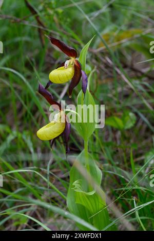 Lady's Slipper Orchid, comune di Châtillon-en-Diois in FranceAuvergne-Rhône-Alpes, Francia Foto Stock