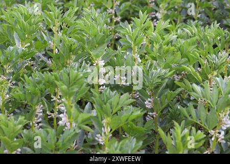 Sul campo, sul palco fiorito, fagioli di cavallo (Vicia faba). Foto Stock