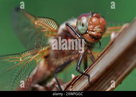 Macro, dettaglio ravvicinato di Un giovane uomo scarso Chaser Dragonfly, Libellula fulva poggiata su Un Twig che mostra viso, testa e Compound Eye, Regno Unito Foto Stock