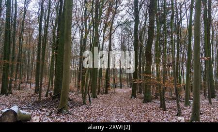 foresta invernale con molti alberi in un paesaggio innevato e ghiacciato Foto Stock