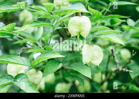 Primo piano di Green Balloon Flowers in Bloom in un giardino lussureggiante. Foto Stock