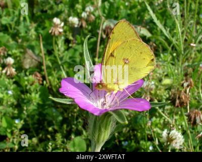 Una farfalla gialla nuvolosa "Colias crooceus" su un fiore di cocco "Agrostemma githago" che cresce in un margine del campo accanto a un sentiero vicino a Lands termina in Foto Stock