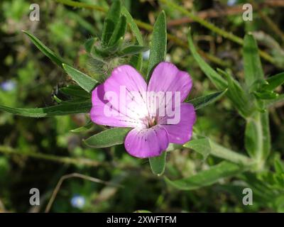 Il cocco di mais "Agrostemma githago" cresce in un margine di campo accanto a un sentiero vicino a Lands End a West Penwith. Questo fiore selvatico rosa brillante è ora raro Foto Stock