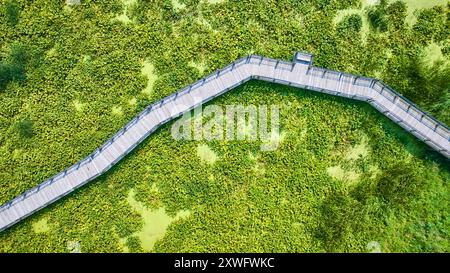 Veduta aerea dall'alto verso il basso della passerella in legno nella lussureggiante palude Foto Stock