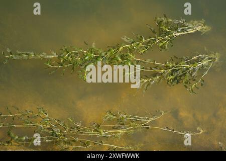 Alga verde che scorre con corrente d'acqua Foto Stock