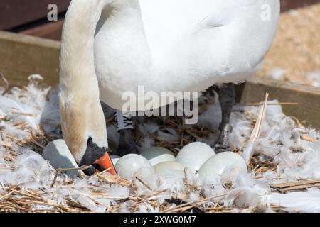 Primo piano di un cigno muto che tende a un nido di uova non schiuse Foto Stock