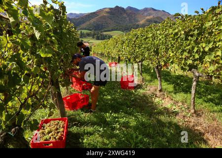 PYRENEES ATLANTIQUES, 64, PAYS BASQUE, ST ETIENNE-DE-BAIGORRY, DURANT LES VENDANGES AU DOMAINE ORONOZIA, LES GRAPPES DE RAISIN SERONT PORTEES AUX CAV Foto Stock