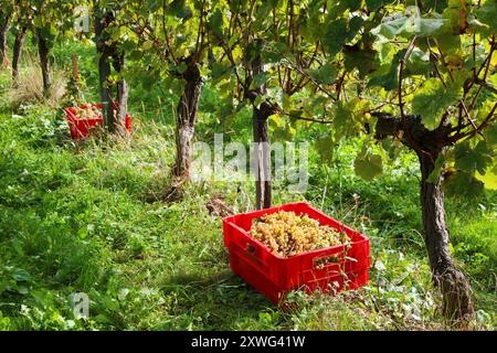 PYRENEES ATLANTIQUES, 64, PAYS BASQUE, ST ETIENNE-DE-BAIGORRY, DURANT LES VENDANGES AU DOMAINE ORONOZIA, LES GRAPPES DE RAISIN SERONT PORTEES AUX CAV Foto Stock