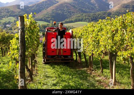 PYRENEES ATLANTIQUES, 64, PAYS BASQUE, ST ETIENNE-DE-BAIGORRY, XIMUN BERGOUNIAN, PROPRETAIRE, DURANT LES VENDANGES AU DOMAINE ORONOZIA, LES GRAPPES D Foto Stock