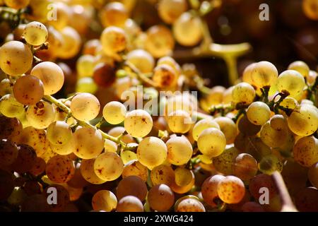 PYRENEES ATLANTIQUES, 64, PAYS BASQUE, ST ETIENNE-DE-BAIGORRY, DURANT LES VENDANGES, LES GRAPPES DE RAISIN SERONT PORTEES AUX GROTTE COOPERATIVES D'IR Foto Stock