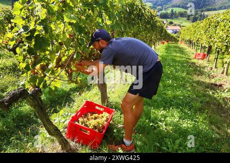 PYRENEES ATLANTIQUES, 64, PAYS BASQUE, ST ETIENNE-DE-BAIGORRY, DURANT LES VENDANGES AU DOMAINE ORONOZIA, LES GRAPPES DE RAISIN SERONT PORTEES AUX CAV Foto Stock