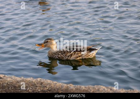 anatra con becco arancione aperto che galleggia sull'acqua Foto Stock