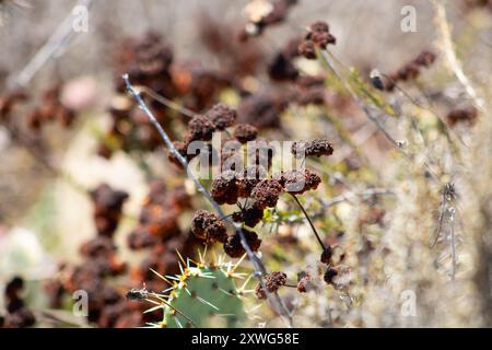 cialde di semi marroni sulla pianta del cactus Foto Stock