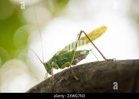 Great Green Bush-cricket, Tettigonia viridissima sulla pietra. Il Great Green Bush-cricket si distingue per le sue antenne molto lunghe e sottili. Foto Stock