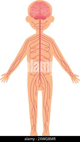 Illustrazione del sistema nervoso umano. Cervello e nervi periferici isolati su sfondo bianco Illustrazione Vettoriale
