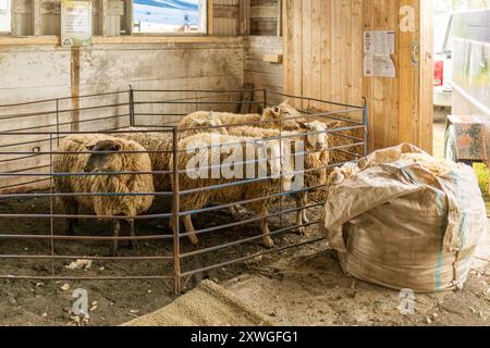 Pecore che aspettano di essere Shorn - calde e fresche Foto Stock