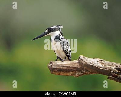 Vigile gangster femmina (Ceryle rudis) che pesca dal persico sul ramo morto sopra le acque del lago Manze, Nyerere NP Tanzania Foto Stock