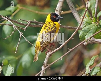 tessitore maschile a testa nera (Ploceus cucullatus), noto anche come tessitore del villaggio, arroccato su un ramo vicino al suo nido di erba intrecciata, lago Manze, Nyerere NP Tanzania, Africa Foto Stock