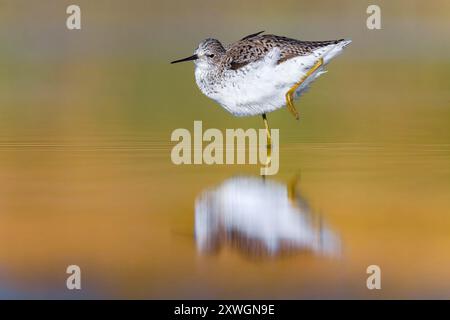 marsh sandpiper (Tringa stagnatilis), in acque poco profonde, Italia, Toscana Foto Stock