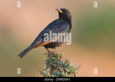 Tristram's starling, Tristram's Grackle (Onychognathus tristramii, Amydrus tristramii), uomo seduto su un ramo, Oman, Ayn Hamran, Salalah Foto Stock