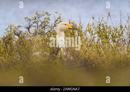 Il whooper cigno islandese (Cygnus cygnus islandicus, Cygnus islandicus) si trova sul nido e si riproduce nella tundra, Islanda, Austurland Foto Stock