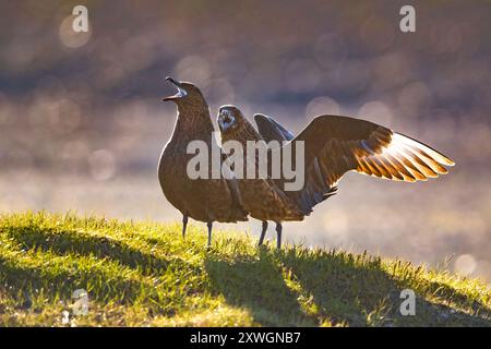 Great skua (Stercorarius skua, Catharacta skua), coppia a terra, Calling, Islanda, Austurland Foto Stock