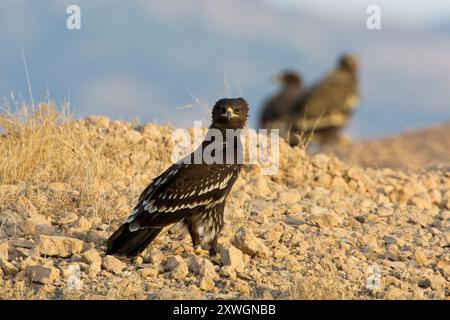 Aquila maculata più grande (Aquila clanga, Clanga clanga), arroccata a terra, Oman, discarica Raysut, Salalah Foto Stock