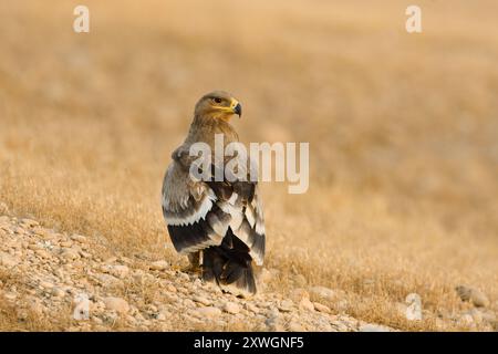 Aquila di steppa (Aquila nipalensis, Aquila rapax nipalensis), giovanile arroccato sul terreno, Oman, discarica di Raysut, Salalah Foto Stock