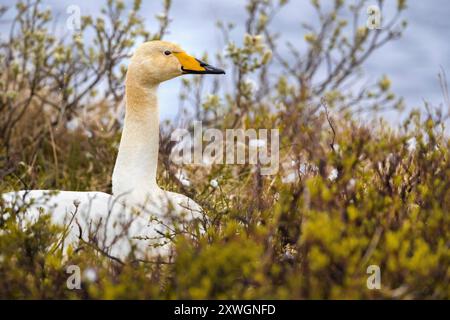 Cigno islandese whooper (Cygnus cygnus islandicus, Cygnus islandicus), nidificato sul suo nido, Islanda, Austurland Foto Stock