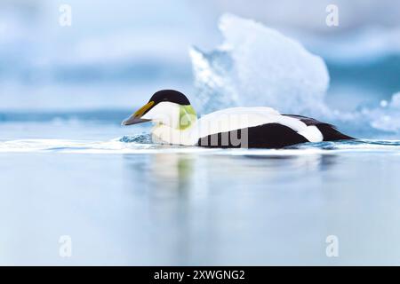 Eider comune (Somateria mollissima borealis. Somateria borealis), maschio adulto che nuota sulla laguna del ghiacciaio Joekulsarlon, Islanda, Austurland Foto Stock