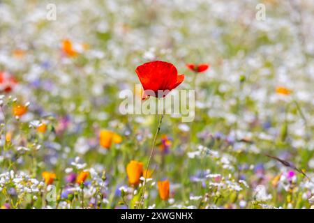 Blick auf eine Blumenwiese am 12.06.2024 bei Sassnitz auf der Insel Ruegen. Veduta di un prato fiorito il 12 giugno 2024, vicino a Sassnitz sull'isola di Ruegen. Ricerca: Deutschland Mecklenburg-Vorpommern Ostsee Landschaften Ostseelandschaften Natur gruene Jahreszeiten Fruehling Sommer Jahreszeiten Blumen Wiese Blumenwiese Oekologie oekologische Vielfalt Arten Artenvielfalt Pflanzen Pflanzenvielfalt Foto Stock