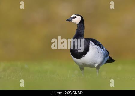 barnacle Goose (Branta leucopsis), adulto in habitat riproduttivo, Islanda, Austurland Foto Stock