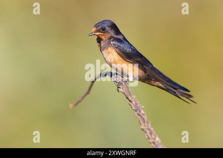 Rondine di fienile (Hirundo rustica), arroccato su un ramo, vista laterale, Italia, Toscana, Lago di Massaciuccoli e bonifica, Vecchiano Foto Stock