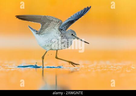 Verricello comune (Tringa nebularia), camminando in una piscina di acqua dolce poco profonda durante l'alba, Italia, Toscana Foto Stock