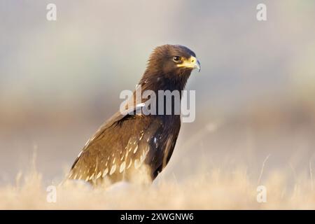 Aquila maculata più grande (Aquila clanga, Clanga clanga), seduta a terra, Oman, discarica Raysut, Salalah Foto Stock