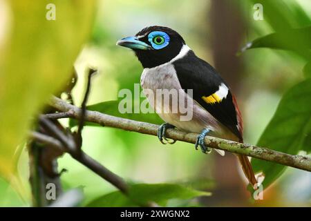 Mindanao Wattled Broadbill, Wattled Broadbill, Mindanao Broadbill (Sarcophanops steerii), seduta su una filiale, Filippine, Mindanao Foto Stock