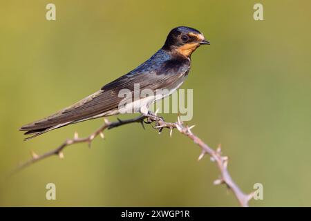 Rondine di fienile (Hirundo rustica), arroccato su un ramoscello, vista laterale, Italia, Toscana Foto Stock